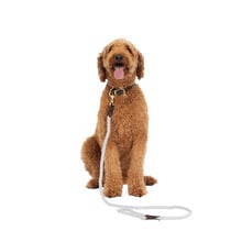 120cm Classic Leather & Cotton Rope Dog Lead